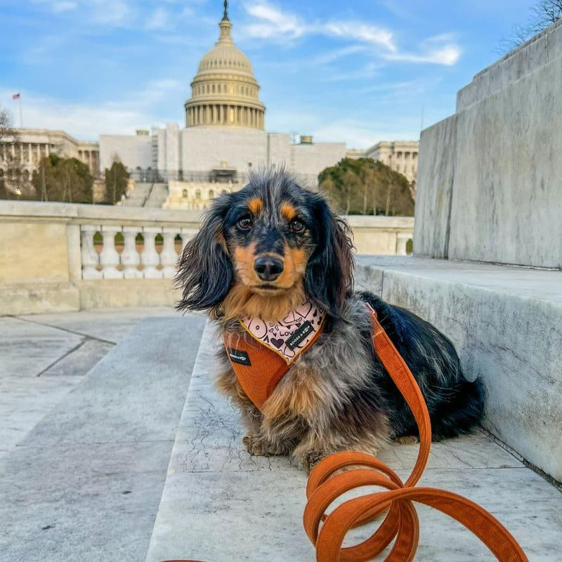 ✨ Adjustable Corduroy Dog Harness – Rust | Stylish, Comfy & Durable