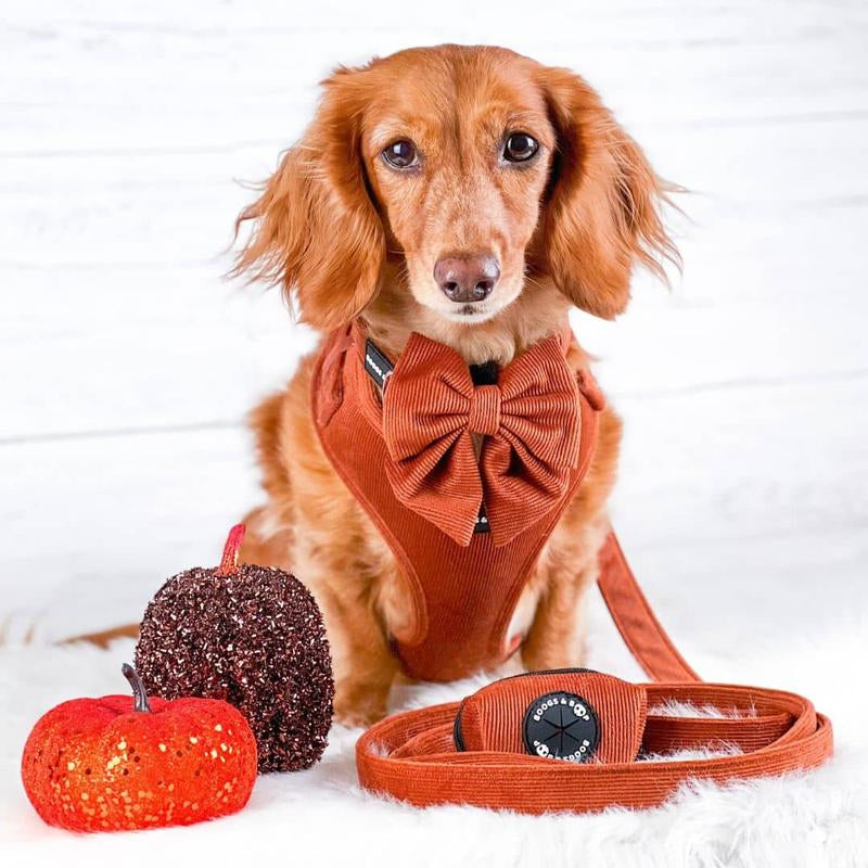 ✨ Adjustable Corduroy Dog Harness – Rust | Stylish, Comfy & Durable