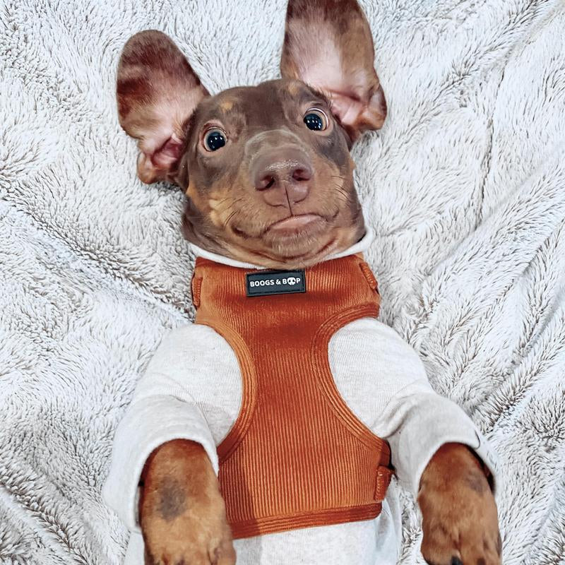 ✨ Adjustable Corduroy Dog Harness – Rust | Stylish, Comfy & Durable